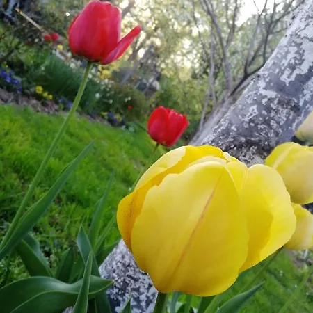 Апартаменты Sopar Шкофья-Лока