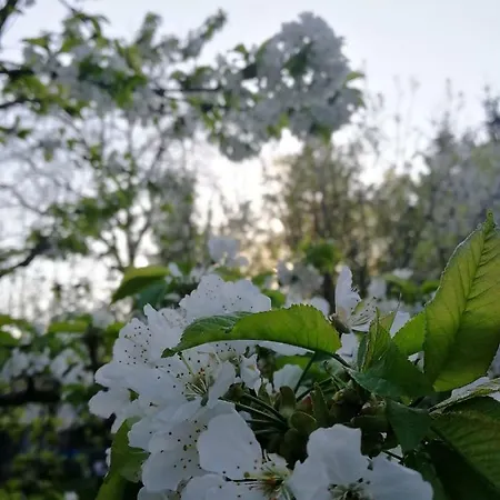 Апартаменты Sopar *